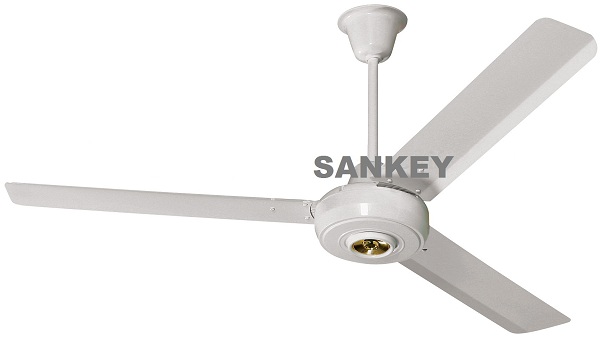 lorem ippsum dolor dummy